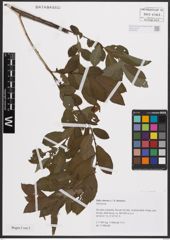 Foto von Salix cinerea L.